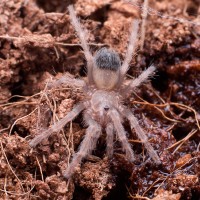 Brachypelma klaasi