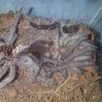 Lasiodora parahybana