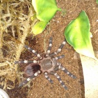 Freshly molted 2" A. Brocklehursti