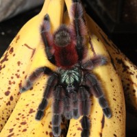 Avicularia Versicolor