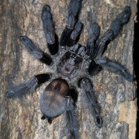 Psalmopoeus irminia (Venezuelan suntiger)