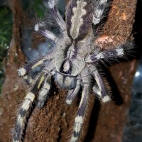 Poecilotheria fasciata (Sri Lankan Ornamental)