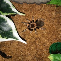 B. smithi