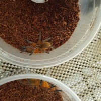 M and F Harpactira pulchripes
