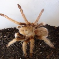 Aphonopelma chalcodes