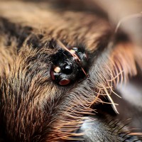 Horned Baboon Tarantula