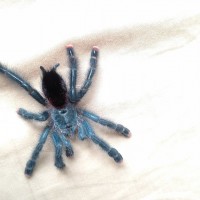 Freshly molted avic avic