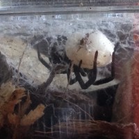 Kukulcania hibernalis guarding her eggsac