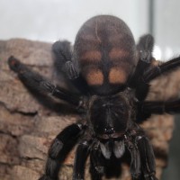 Psalmopoeus irminia