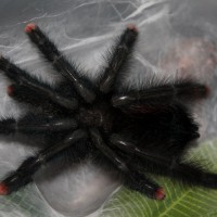 Freshly Molted A. Avic