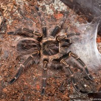 G pulchripes