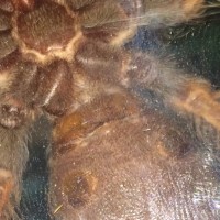 B Boehmei 2.5" Male or Female?