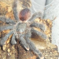 Avicularia aurantiaca