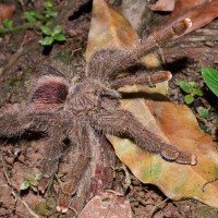 Avicularia sp