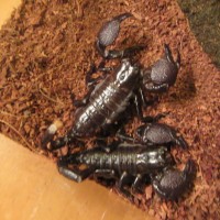 Scorpion species?