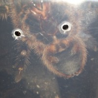 G.pulchripes sex?