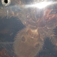 Lasiodora parahybana Sex?