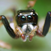 Jumping Spider 1