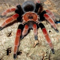 0.1 Brachypelma boehmei