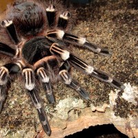 0.1 Acanthoscurria geniculata