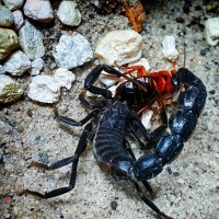 A. Bicolor eating cockroach