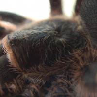 G. pulchripes