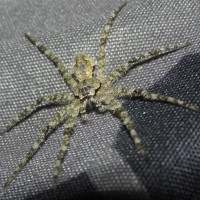 Dolomedes Albineus