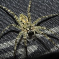 Dolomedes Albineus