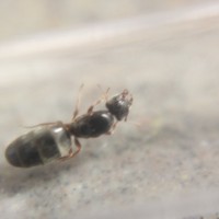 Formica sp. Queen