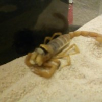 Hadrurus arizonensis died during molt