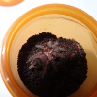 Brachypelma albopilosum sling