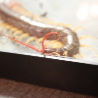 Scolopendra subspinipes 2