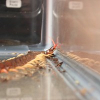 Scolopendra subspinipes 3