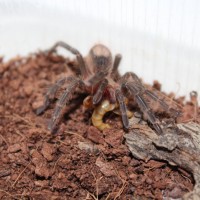 Thrixopelma lagunas