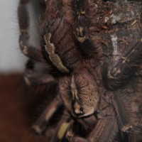 Poecilotheria ornata