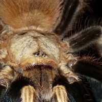 Nhandu chromatus ("Socks") MM