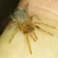 Brachypelma emilia sling