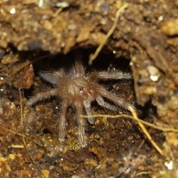 Tiny Baby 6 Month Old Rosehair In Burrow