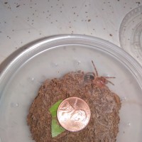 G. pulchripes