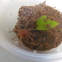 G. pulchripes