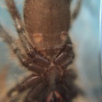 Juvenile P. regalis