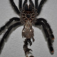 Avicularia avicularia female?