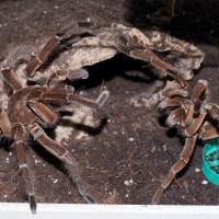 T stirmi mating