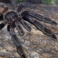 Psalmopoeus irminia (Venezuelan suntiger)