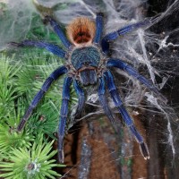 Chromatopelma cyaneopubescens (Greenbottle blue)