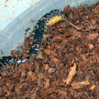 Black garden centipede eating a mealworm