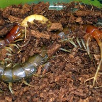 Rhysida longipes eating a mealworm