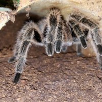 Porteri in her hide