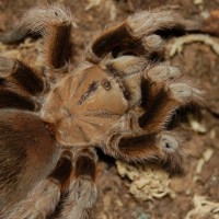 Aphonopelma Chalcodes Centered