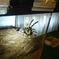 B. smithi